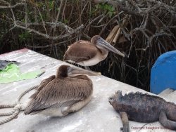 Ecuador_Galapagos 6