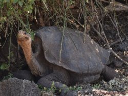 Ecuador_Galapagos 5