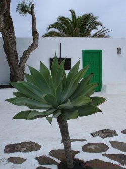 Lanzarote 19