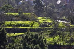 La Palma 38