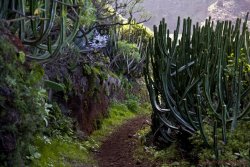 La Palma 18