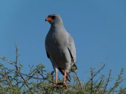 Namibia 29