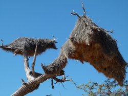 Namibia 13